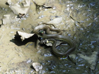 Image 1 from Animals