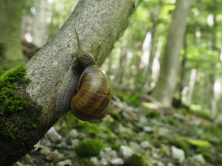 Image 2 from Animals