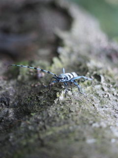 Image 3 from Animals
