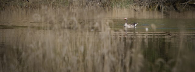 Image 4 from Animals
