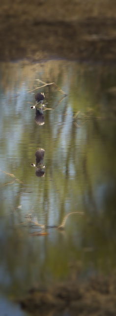 Image 5 from Animals