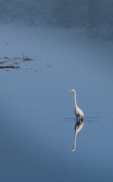 Image 9 from Animals