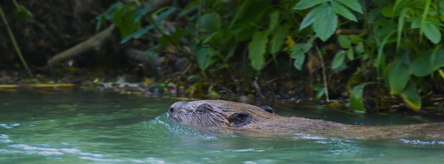 Image 11 from Animals
