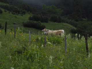 Image 20 from Animals
