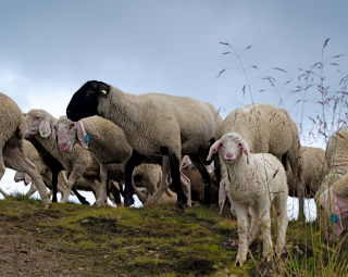 Image 23 from Animals