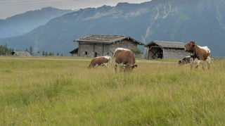 Image 24 from Animals