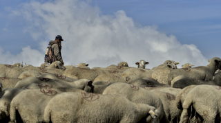 Image 27 from Animals