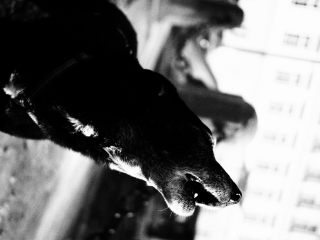 Image 28 from Animals