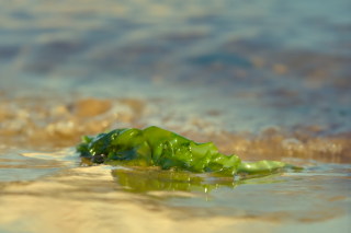 Image 0 from CloseUp
