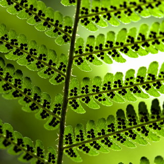 Image 1 from CloseUp