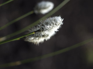 Image 3 from CloseUp