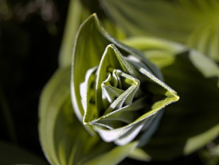 Image 7 from CloseUp