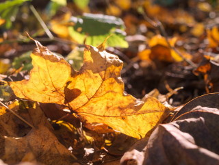 Image 10 from CloseUp