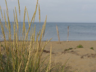 Image 1 from Glimpse