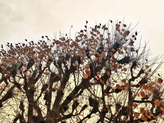 Image 0 from Trees