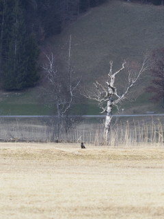 Image 1 from Trees