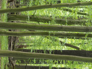 Image 2 from Trees