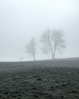 Image 3 from Trees