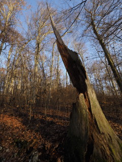 Image 4 from Trees