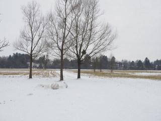 Image 5 from Trees