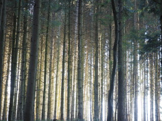 Image 6 from Trees