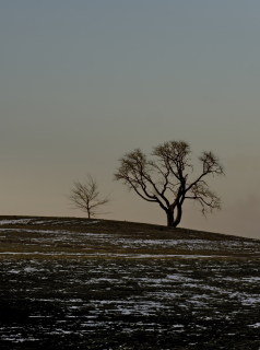 Image 7 from Trees