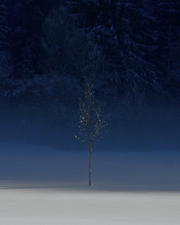 Image 8 from Trees