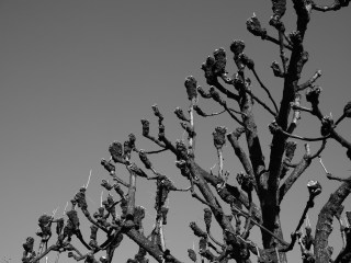 Image 9 from Trees