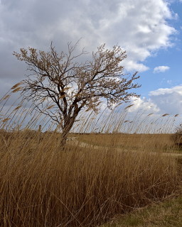 Image 10 from Trees