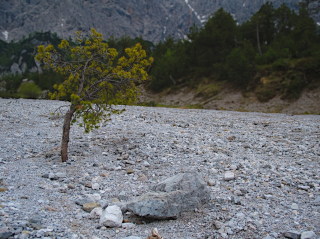 Image 11 from Trees