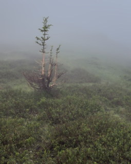 Image 12 from Trees