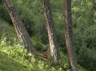 Image 13 from Trees