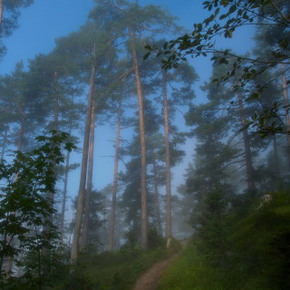 Image 14 from Trees