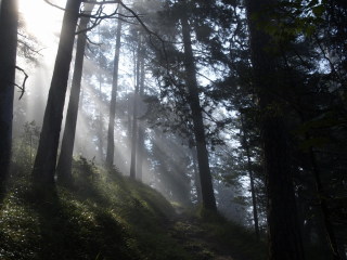 Image 15 from Trees