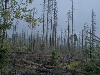 Image 16 from Trees