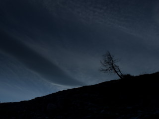 Image 17 from Trees