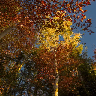 Image 18 from Trees