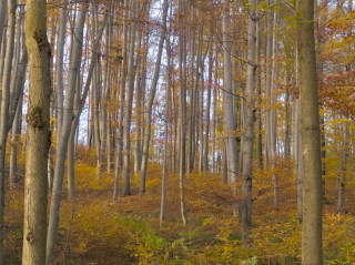 Image 19 from Trees