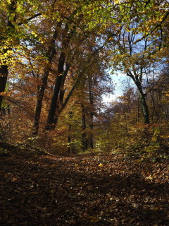 Image 20 from Trees
