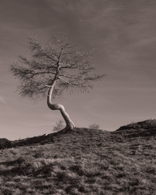 Image 21 from Trees
