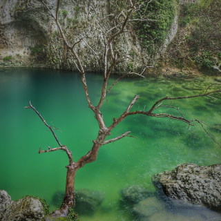 Image 22 from Trees