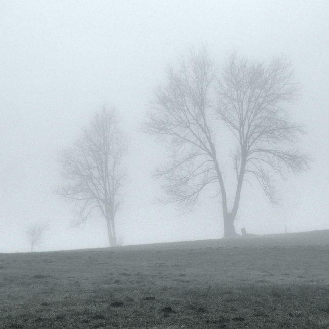 Trees