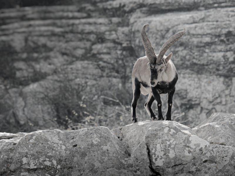 Iberian Ibex