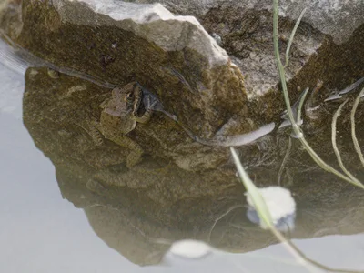 Frosch Und Hornisse