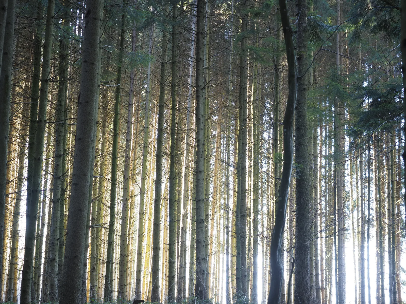 Hohe, gerade Stämme einer Fichte (Picea abies) reihen sich