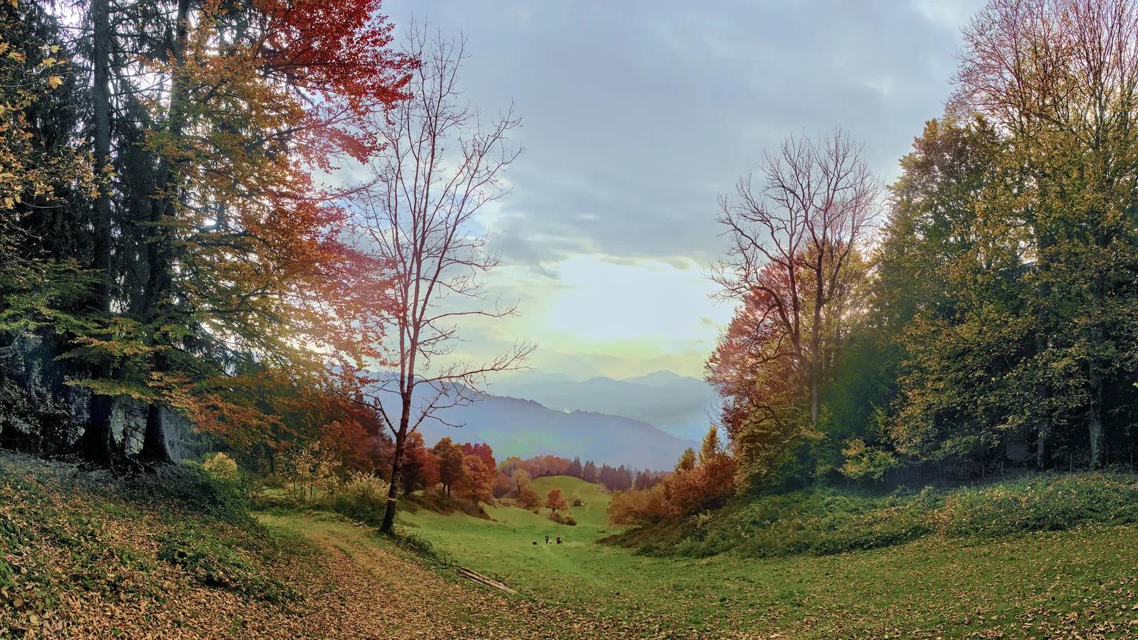 Ein Weg führt zwischen herbstlich gefärbten Bäumen hindurch