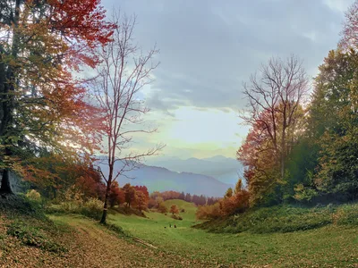 Ein Weg führt zwischen herbstlich gefärbten Bäumen hindurch
