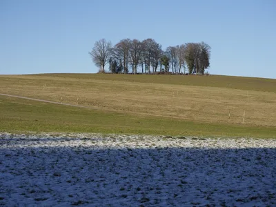 Eine Baumgruppe krönt eine sanfte Hügelkuppe über