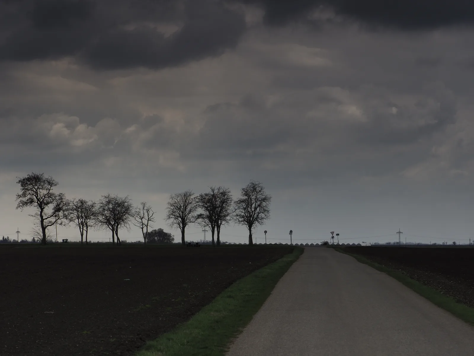 Eine winterlich kahle Baumreihe säumt einen geraden Feldweg